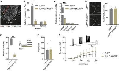 Neuronal Adenosine A1 Receptor is Critical for Olfactory Function but Unable to Attenuate Olfactory Dysfunction in Neuroinflammation